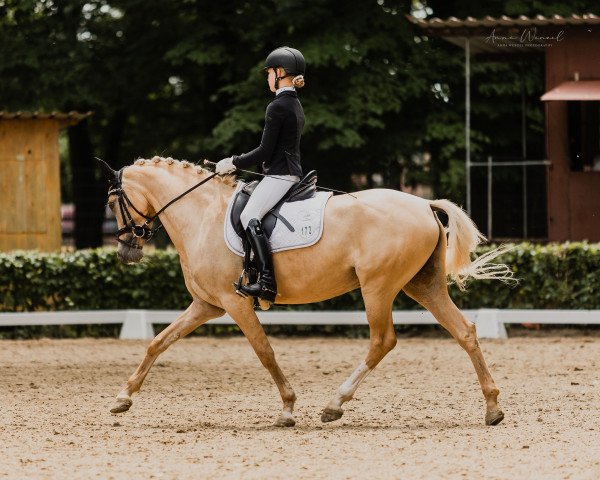 Dressurpferd Dixie Gold M 3 (Deutsches Reitpony, 2016, von Danny Gold) Dressurpferd Dixie Gold M 3 (Deutsches Reitpony, 2016, von Danny Gold)