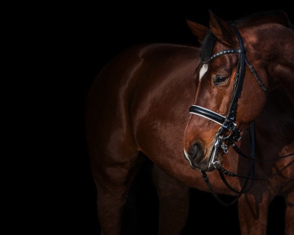 dressage horse Laudatio 46 (German Sport Horse, 2008, from Lord Fantastic)