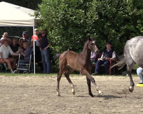 Holsteiner Fohlenschau in Krumstedt 2021