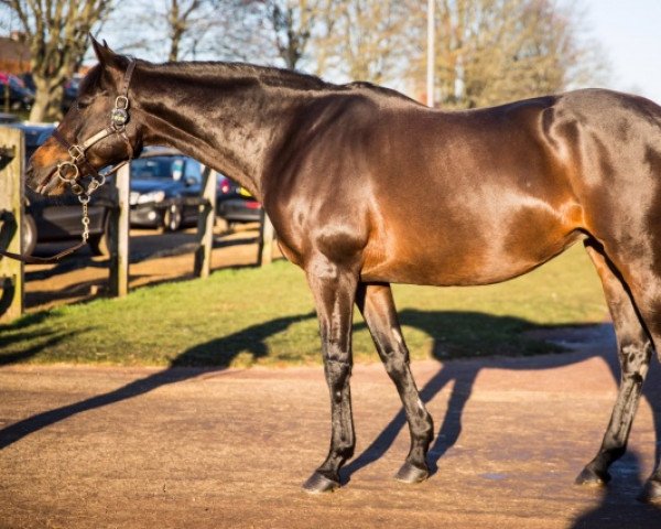 broodmare Hazariya xx (Thoroughbred, 2002, from Xaar xx) broodmare Hazariya xx (Thoroughbred, 2002, from Xaar xx)