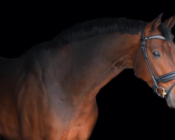 dressage horse Qumulus-Quintus Ah (German Sport Horse, 2013, from Quaterback)