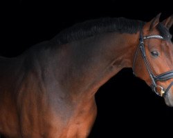 dressage horse Qumulus-Quintus Ah (German Sport Horse, 2013, from Quaterback)