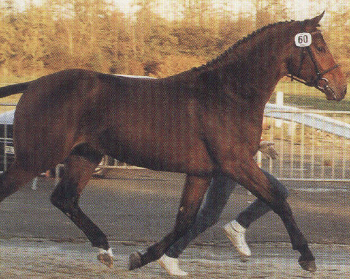 Deckhengst Landfriese I (Oldenburger, 1987, von Landadel)
