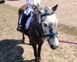 dressage horse Foxi 108 (Pony without race description, 2013)