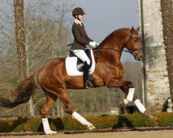 Deckhengst Don Juan de Hus (KWPN (Niederländisches Warmblut), 2008, von Jazz)