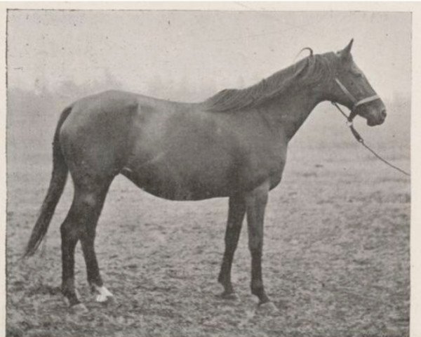 Zuchtstute Fanny xx (Englisches Vollblut, 1888, von Isonomy xx)