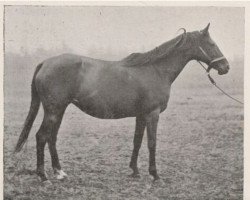 Zuchtstute Fanny xx (Englisches Vollblut, 1888, von Isonomy xx)