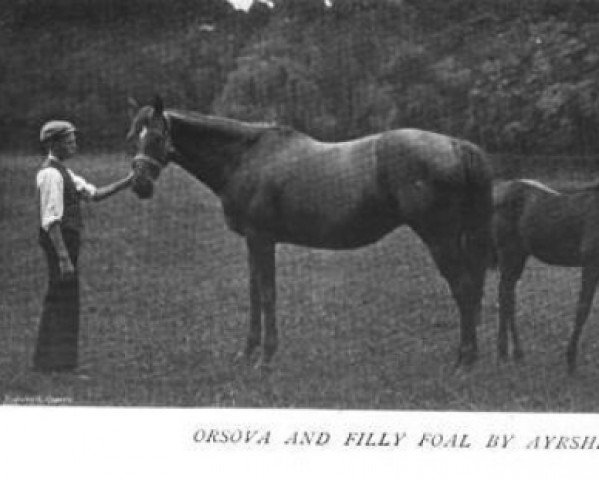 Zuchtstute Orsova xx (Englisches Vollblut, 1888, von Bend Or xx)