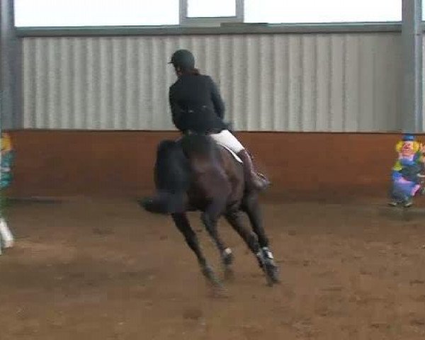 Springpferd Santana (Hannoveraner, 2004, von Stolzenberg) Springpferd Santana (Hannoveraner, 2004, von Stolzenberg)