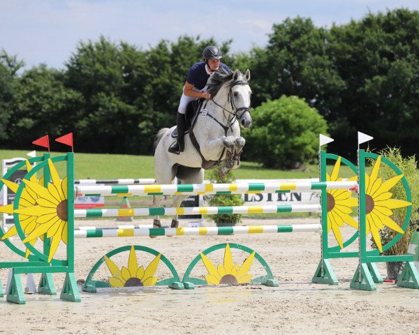 jumper Rexzett (Zangersheide riding horse, 2011, from Rex Z)