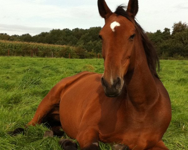 broodmare Jou Jou (Holsteiner, 1994, from Linaro) broodmare Jou Jou (Holsteiner, 1994, from Linaro)