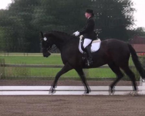 Dressurpferd Donati 3 (Oldenburger, 2003, von Donatelli I)