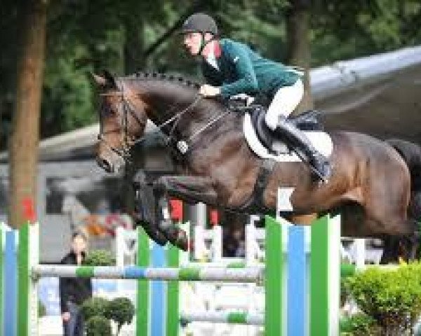 jumper Corvin 18 (Hanoverian, 2003, from Contendro I)
