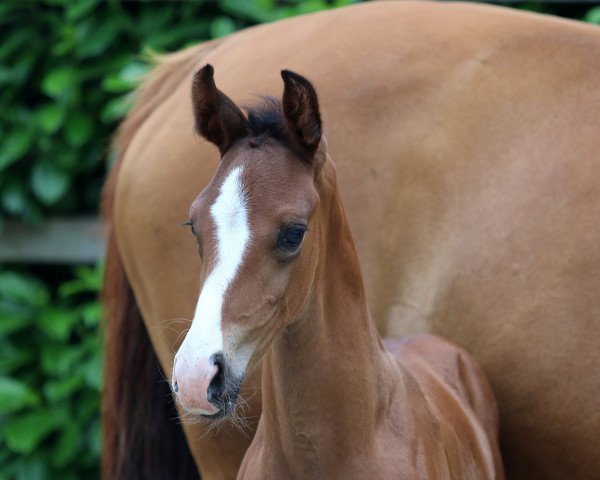 Pferd Stute von Jameson Rs2 / Sir Donnerhall I (Oldenburger, 2022, von Jameson RS2)