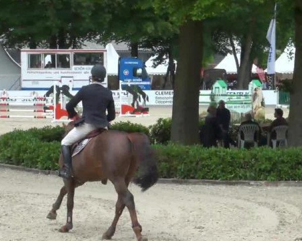 jumper Armitano (Oldenburg show jumper, 2006, from Armitage)