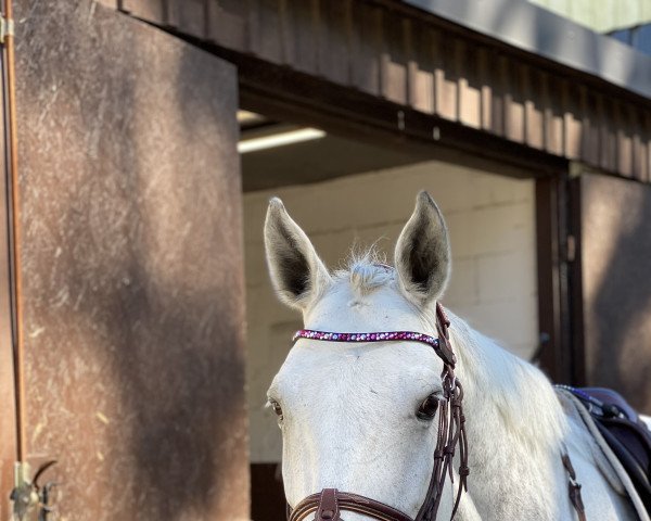 broodmare Zara Loulou (Holsteiner, 2009, from C-Trenton Z)