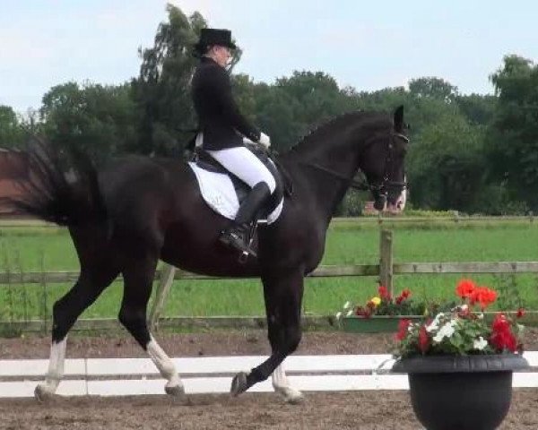 dressage horse Dumbo 19 (Oldenburg, 2004, from Don Rubin 3)