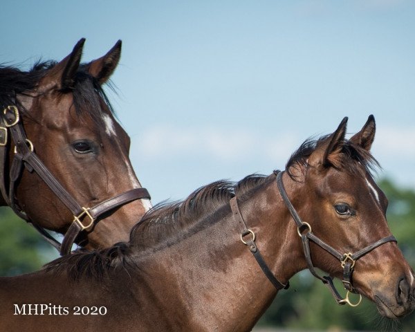 broodmare Magical Song xx (Thoroughbred, 2020, from Tapit xx)