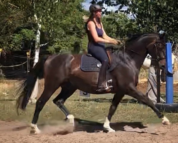 Pferd Hirtenzauber 2 (Deutsches Sportpferd, 2012, von Hirtentanz 2)