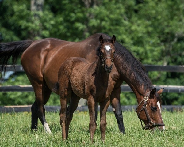 Pferd Stute von Speightstown xx (Englisches Vollblut, 2022, von Speightstown xx)