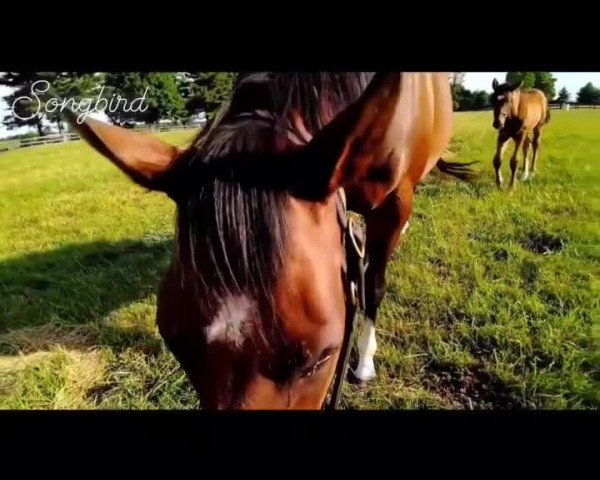 Video of Songbird xx