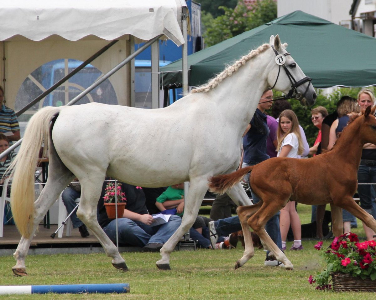 broodmare Weissgold II (Oldenburg, 1991, from Inselfürst)