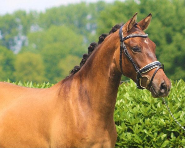 dressage horse Don's Dragonheart 3 (German Riding Pony, 2019, from Kastanienhof Donnertrommler)