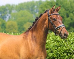Dressurpferd Don's Dragonheart 3 (Deutsches Reitpony, 2019, von Kastanienhof Donnertrommler)