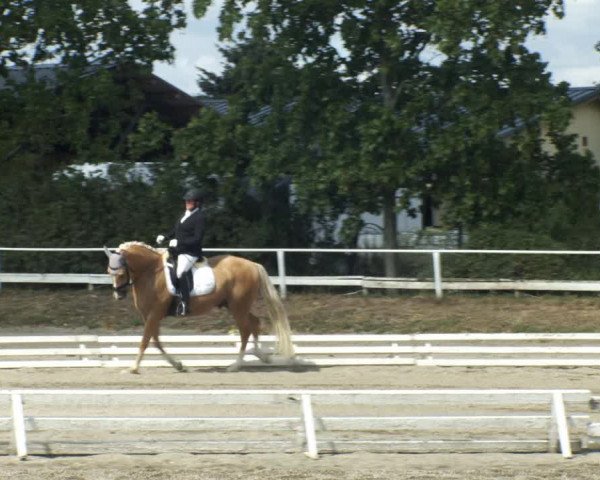Reitturnier Kottingbrunn 2022
