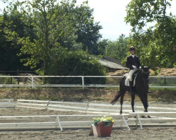 Reitturnier Kottingbrunn 2022