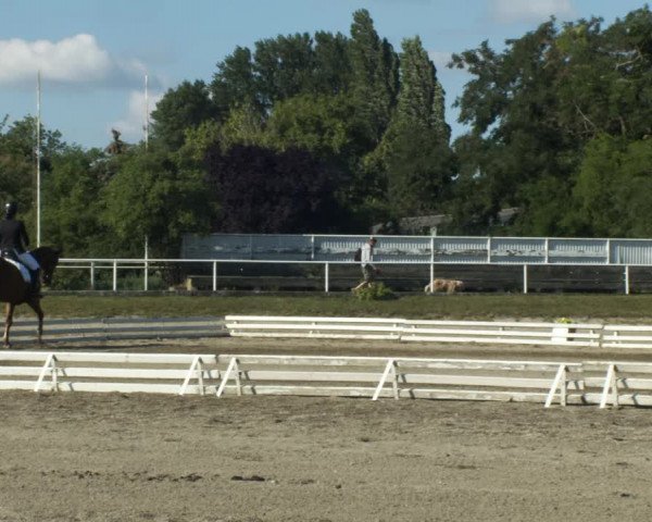 Reitturnier Kottingbrunn 2022