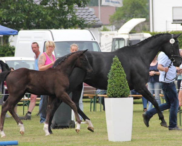 horse Totilas Topas (Westphalian, 2012, from Totilas)