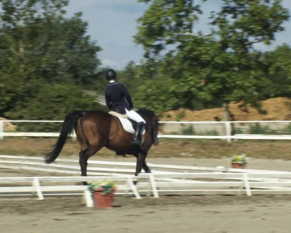 Reitturnier Kottingbrunn 2022