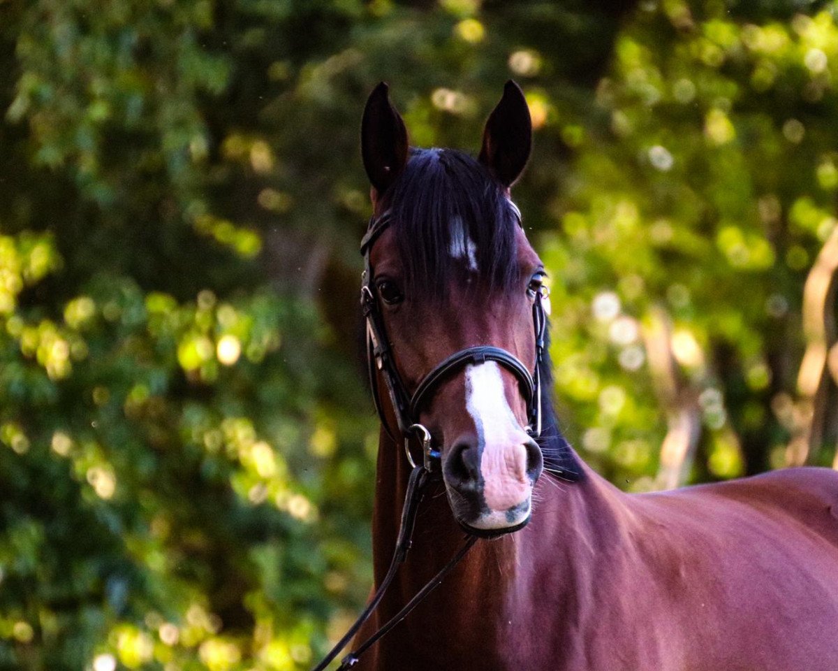 Zuchtstute voxiline (Deutsches Reitpony, 2012, von Vasco)