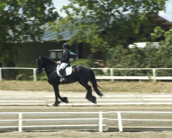 Reitturnier Kottingbrunn 2022