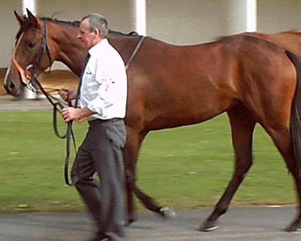broodmare Aiming xx (Thoroughbred, 2000, from Highest Honor xx) broodmare Aiming xx (Thoroughbred, 2000, from Highest Honor xx)