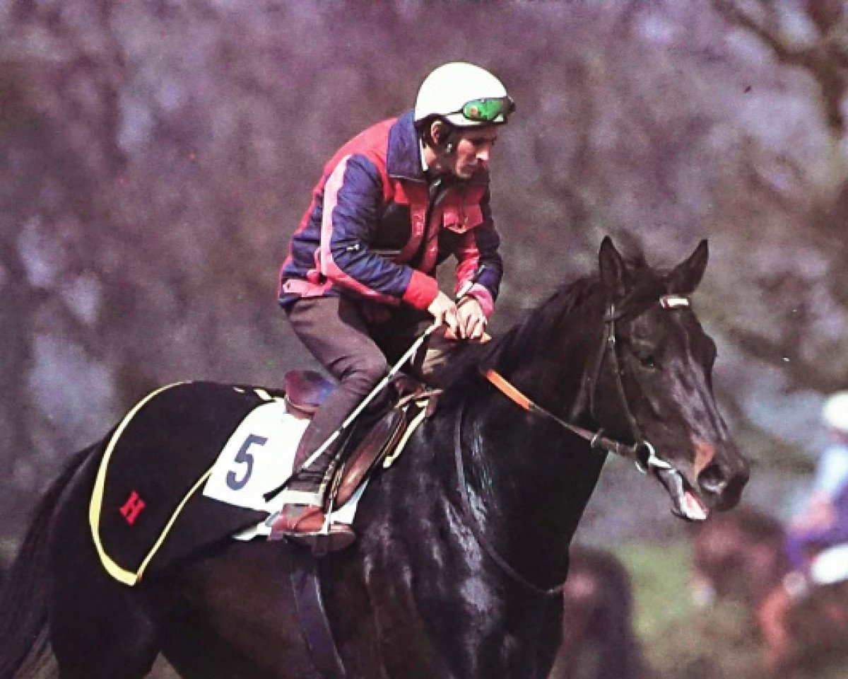 stallion Indian King xx (Thoroughbred, 1978, from Raja Baba xx)