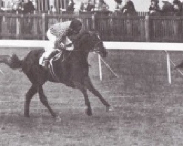 stallion Saulingo xx (Thoroughbred, 1970, from Sing Sing xx) stallion Saulingo xx (Thoroughbred, 1970, from Sing Sing xx)