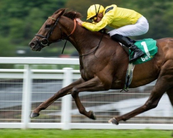 horse Addeybb xx (Thoroughbred, 2014, from Pivotal xx)