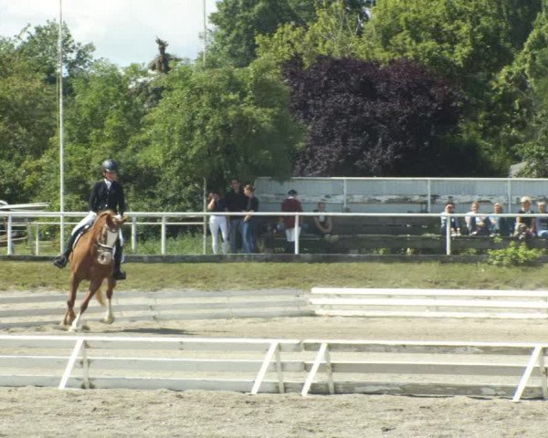 Reitturnier Kottingbrunn 2022