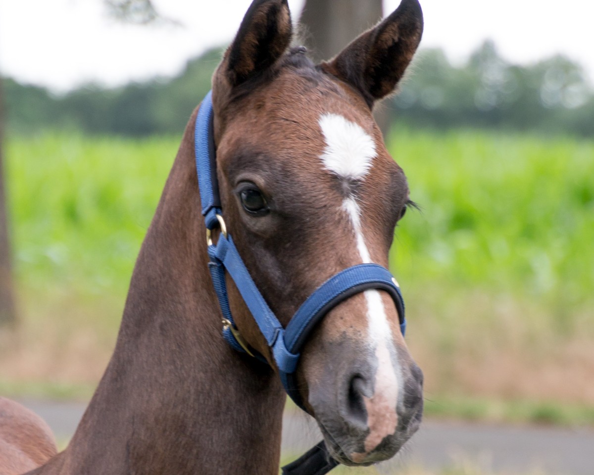 Pferd For Financial MT (Deutsches Sportpferd, 2022, von For Planet)