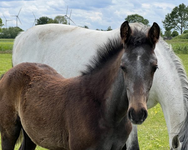 broodmare Princess - KL (Holsteiner, 2022, from Zinedine)