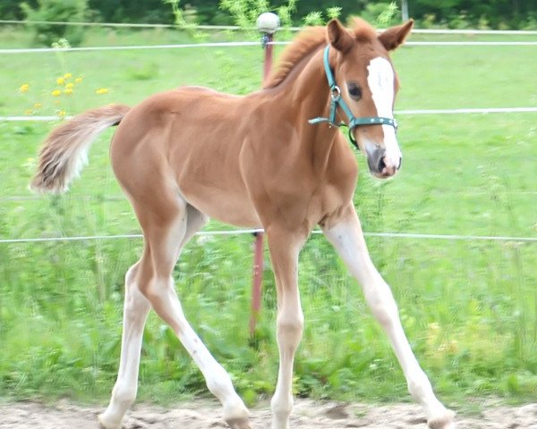 horse Chica B (German Riding Pony, 2012, from Casino Royale K WE)