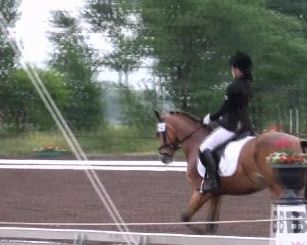 Dressurpferd Marco Star (Deutsches Reitpony, 2008, von The Braes My Mobility)