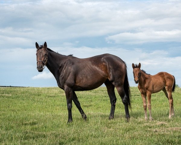 Pferd Stute von Gun Runner xx (Englisches Vollblut, 2022, von Gun Runner xx)