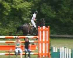 jumper Sharon Stone 2 (Hanoverian, 1999, from Stakkato)