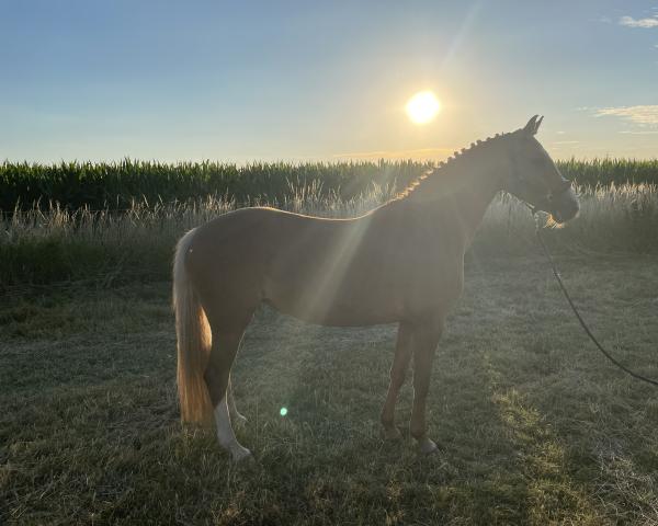 Dressage horse Pina Wutz (German Riding Pony, 2012, from D'Artagnan 187)