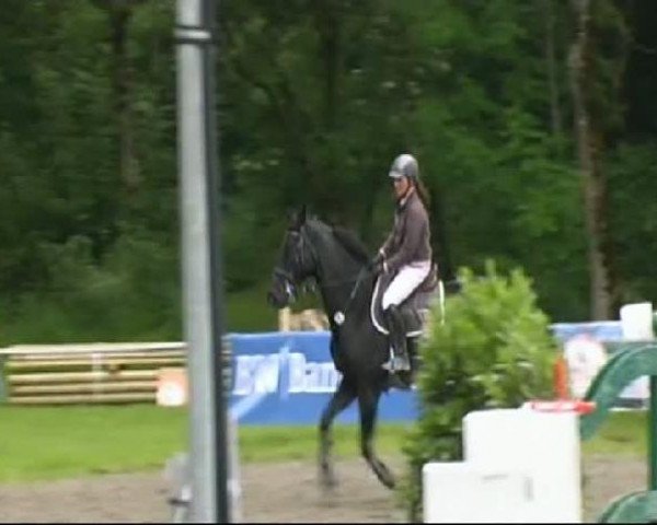 jumper Rotegg's Stella (Oldenburg, 2002, from Quinctius)