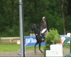 jumper Rotegg's Stella (Oldenburg, 2002, from Quinctius)