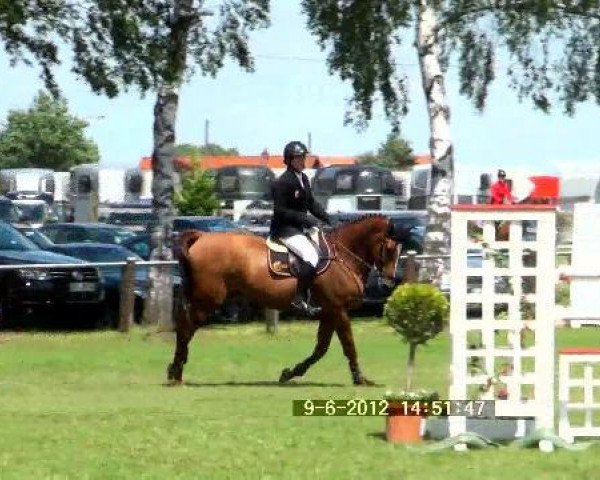 Springpferd Wce Cruco (Irish Sport Horse, 2004, von Cruising)